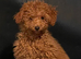Gorgeous Froodle Puppies