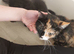 Gorgeous mixed moggy