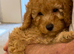 Toy poodles