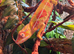 Mitsio Panther Chameleon CB26 Male
