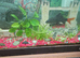 Red tail shark