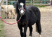 Stunning 2 year old gelding