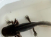 Axolotl