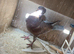 Fancy pigeons available
