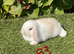 Pure bred mini lops