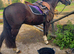 !12hh show/family pony!