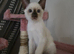 Siamese Seal point male Kitten