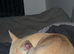 Male chihuahua puppy