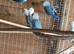 Lovebirds youngsters Alford Lincolnshire