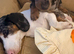 Beautiful Dapple Dachshunds
