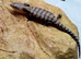 Blue Tongue Skink