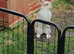 Rabbit for sale