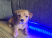 Jack Russell x Yorkshire terrier pups