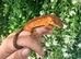 Super Dalmatian&rsquo;s Crested Geckos