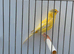 2025 waterslager canary hen proven