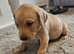 Kc labrador puppies red/yellow