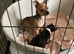 Chihuahuajack puppies for sale