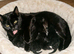 Kittens ready in 2 weeks