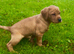 Kc labradors puppies