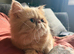 Persian kittens 3 boys 1 girls.