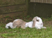 Rehoming 2 mini lops male and female