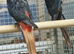 RARE Black Rosella & yellow, red