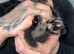 2 beautiful black and grey kittens