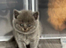 Beautiful Scottish Kittens, Tica Registered