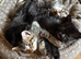 7 beautiful kittens ready now boys and girls available