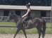 Almost black gelding 15.3 6 yrs old stunning tons of presence