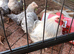 Pekin Bantam and Cream Legbars