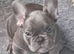 French Bulldog Puppies