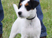 Jack Russell Dog for sale