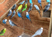 Aviary clearance budgies, finches and doves