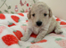 Extensively Health Tested kc toy poodle puppies