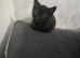 Beautiful kittens for sale