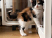 Maine coon x ragdoll x fluffy longhaired kittens