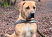 Female boerboel 18 months old sabbs registered