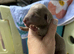 Kc Miniature dachshund