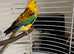Barred Parakeet & cage set up