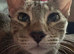 Savannah F4 cats beautiful
