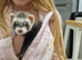3x 6 month old male ferrets