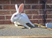 Mini rex