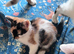 Kitten ready now