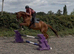 Beautiful eye catching gelding