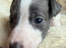 Beautiful whippet puppies now being reserved