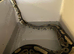 Female Wild type Royal Python - Tequilla