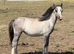 Registered welsh a yearling filly