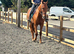 15.3hh 3 yr Reg Hilston part bred appaloosa