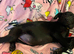 Black labs